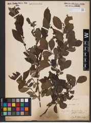 Foto von Salix aurita L.